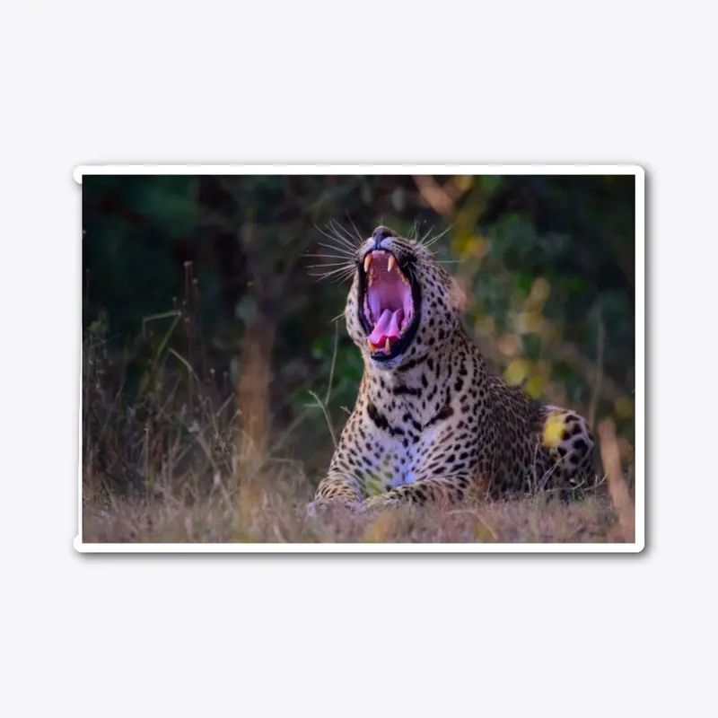 Leopard yawning 