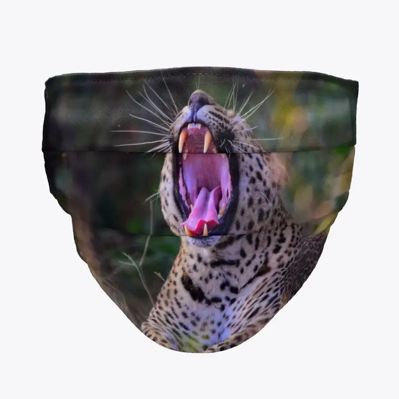 Leopard yawning 