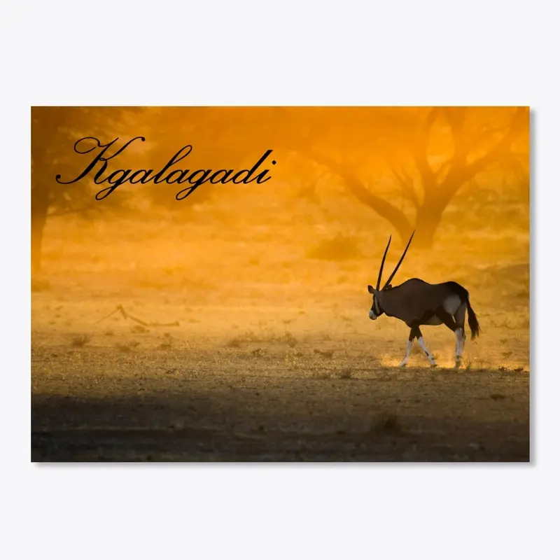 Kgalagadi Oryx