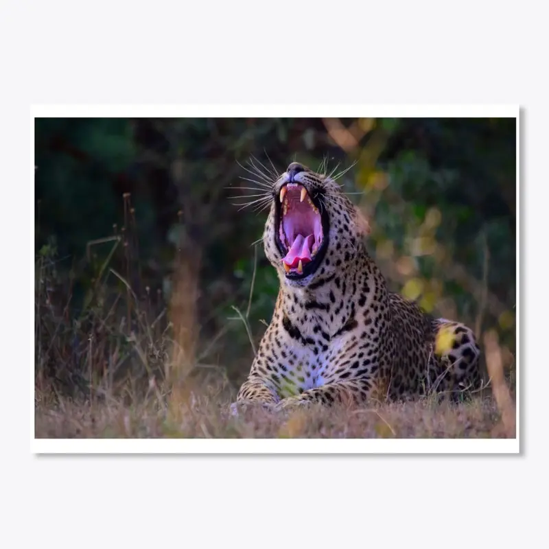 Leopard yawning 